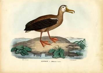 Wanderalbatros, 1863-79